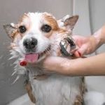 Essential Guide to Choosing the Right Dog Grooming Dryer