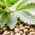 Cheap CBD Flowers: Tips for Shopping Wisely and Saving Money