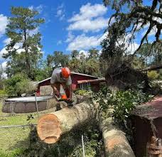 Expert Tree Trimming in Spring Hill, FL